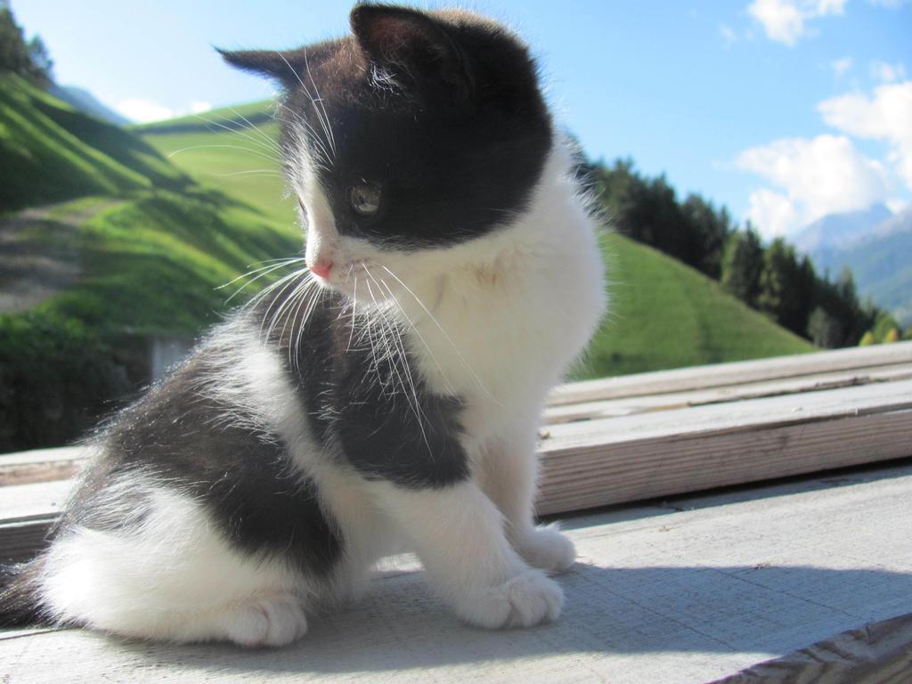 Apartament Lampeterhof Matrei in Osttirol Zewnętrze zdjęcie